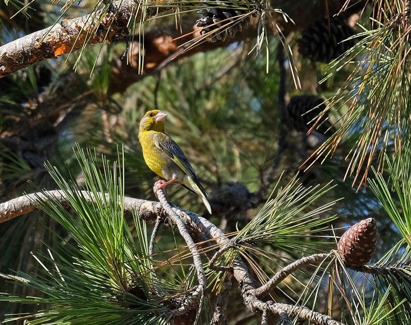 Florya » European Greenfinch » Chloris chloris