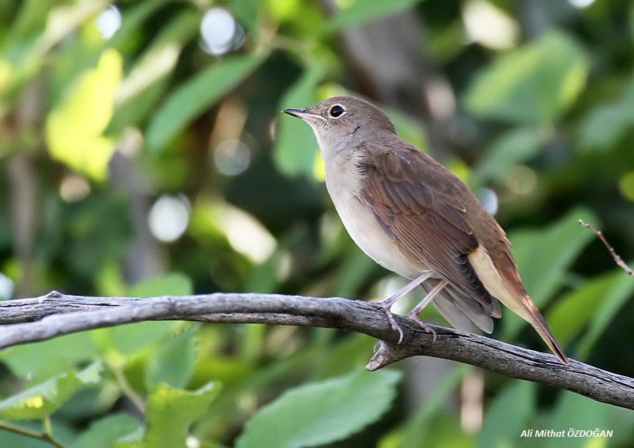 Bülbül » Common Nightingale » Luscinia megarhynchos
