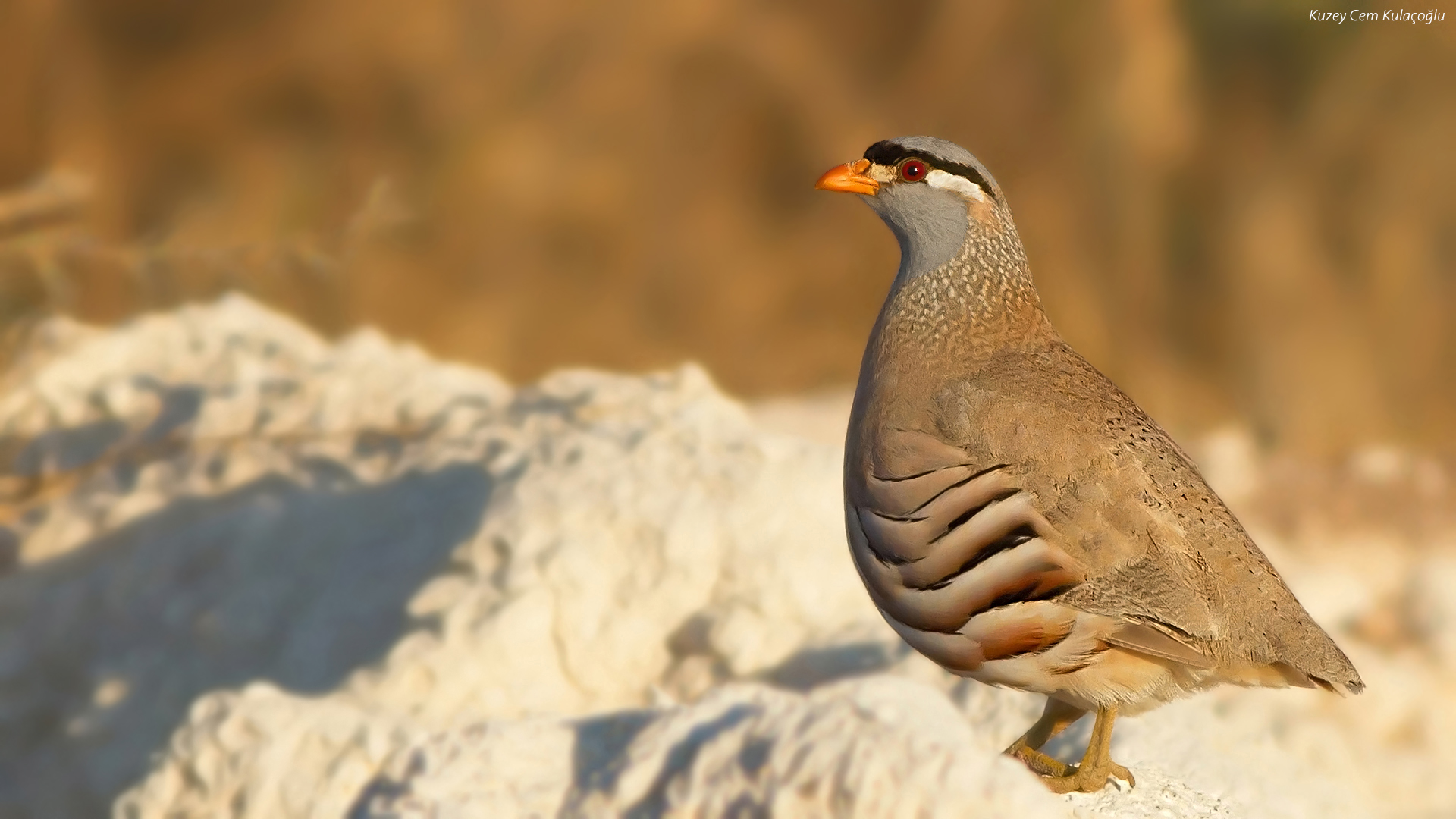 Kum kekliği » See-see Partridge » Ammoperdix griseogularis