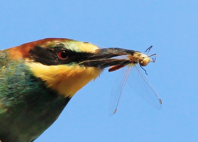 Arıkuşu » European Bee-eater » Merops apiaster
