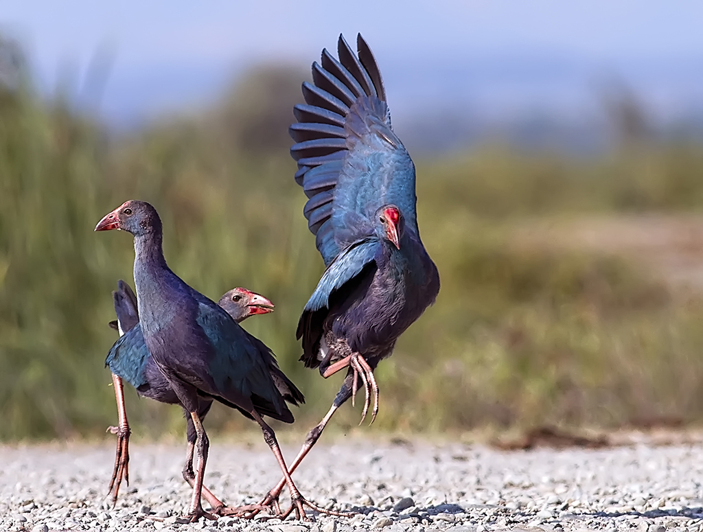 Sazhorozu » Grey-headed Swamphen » Porphyrio poliocephalus