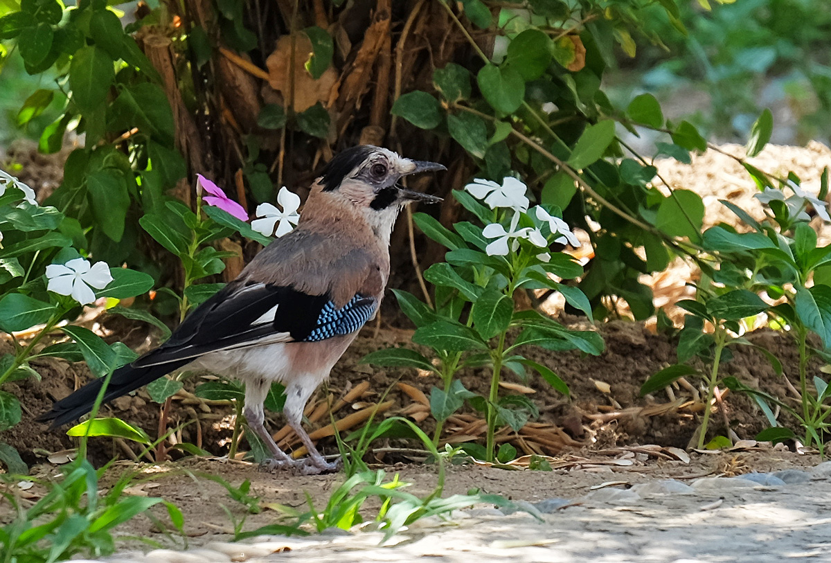 Alakarga » Eurasian Jay » Garrulus glandarius