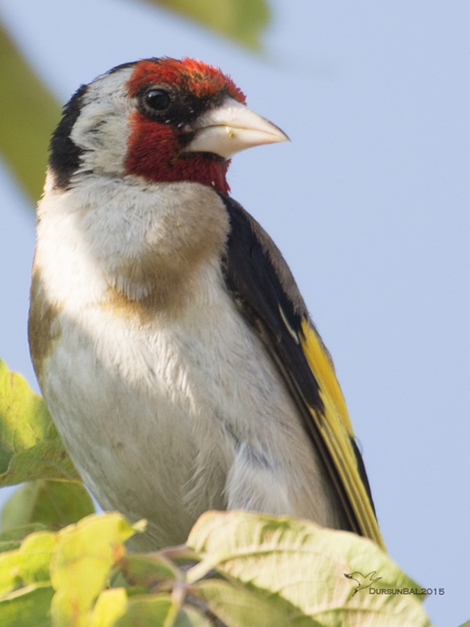 Saka » European Goldfinch » Carduelis carduelis
