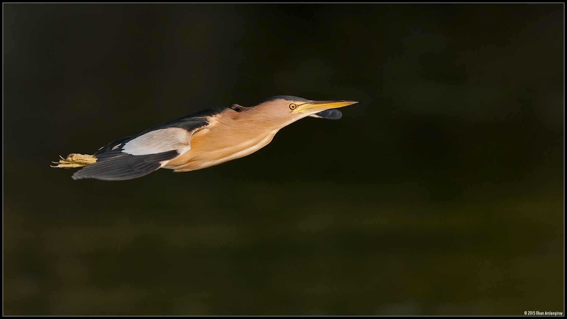Küçük balaban » Little Bittern » Botaurus minutus