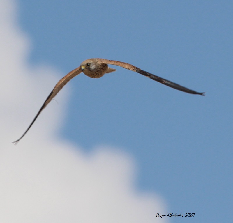 Kerkenez » Common Kestrel » Falco tinnunculus