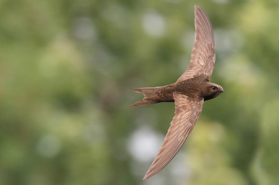 Boz ebabil » Pallid Swift » Apus pallidus