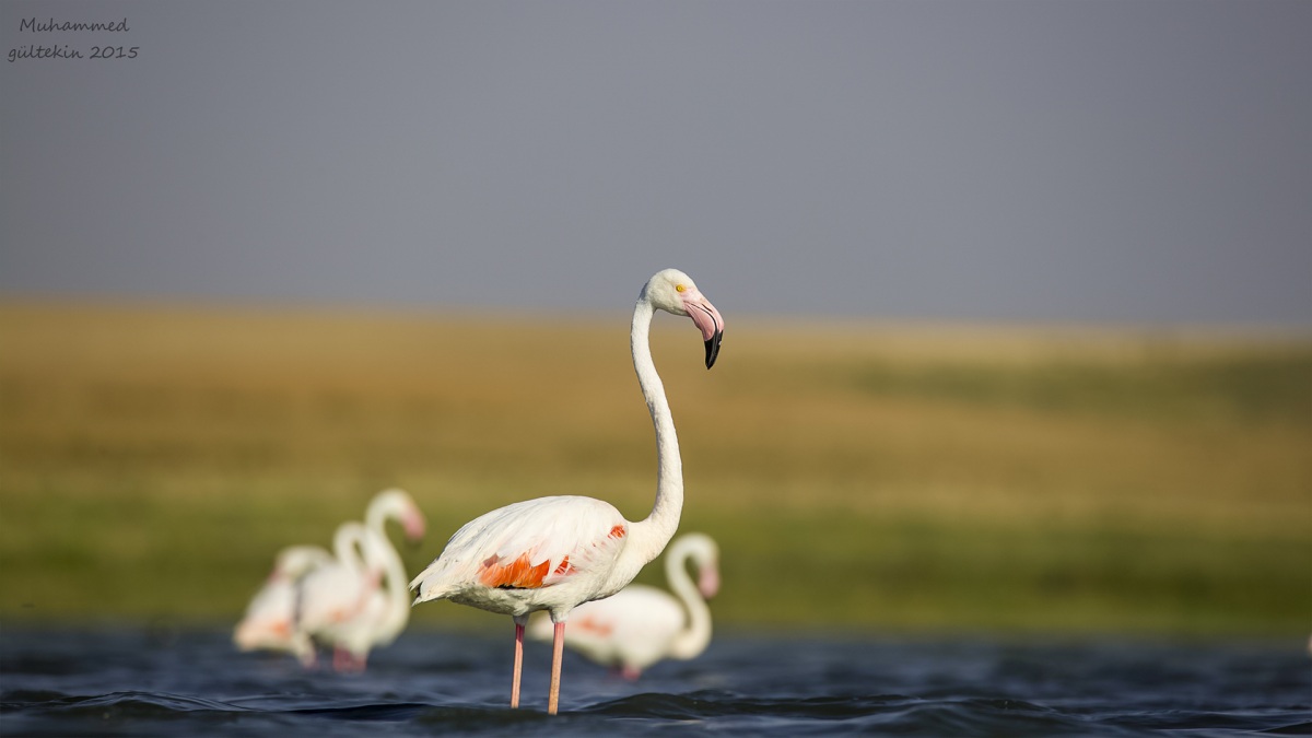 Flamingo » Greater Flamingo » Phoenicopterus roseus