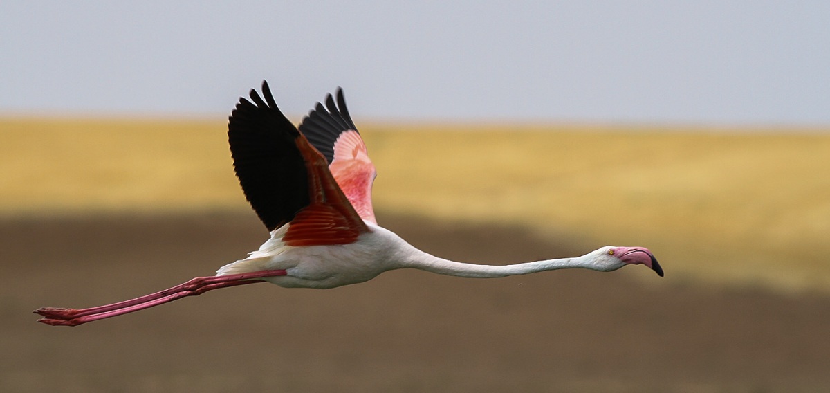Flamingo » Greater Flamingo » Phoenicopterus roseus