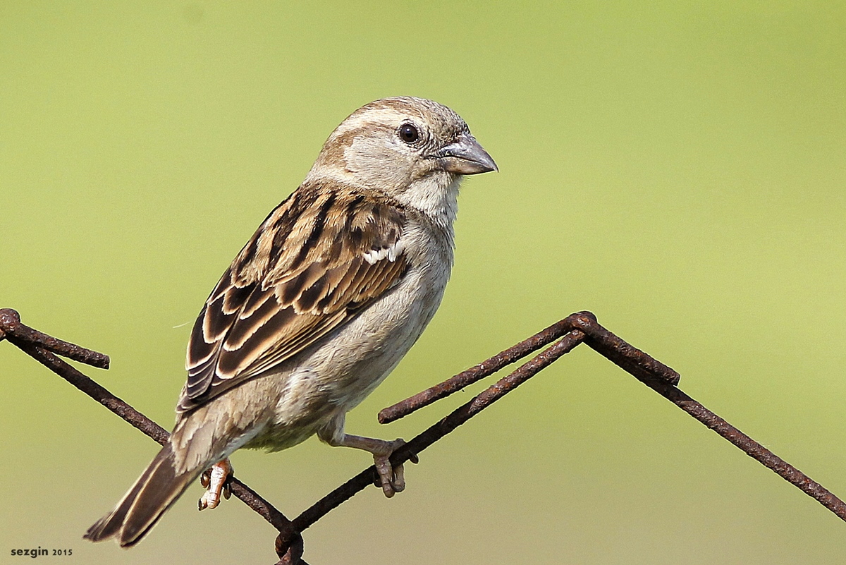 Serçe » House Sparrow » Passer domesticus