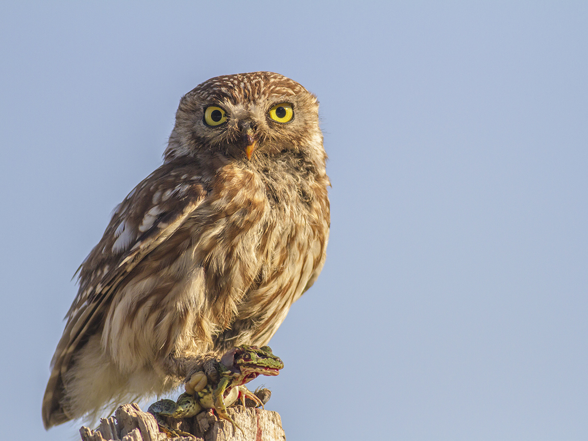 Kukumav » Little Owl » Athene noctua