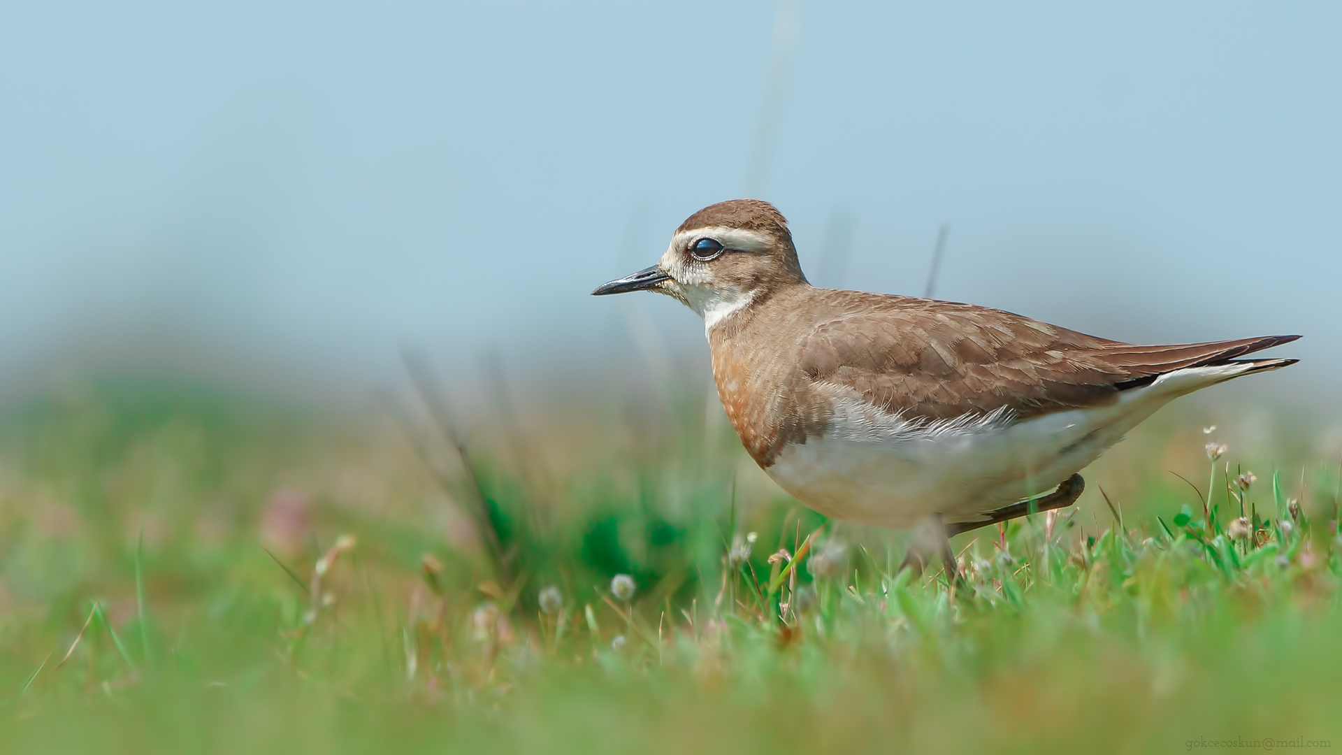 Doğu cılıbıtı » Caspian Plover » Anarhynchus asiaticus