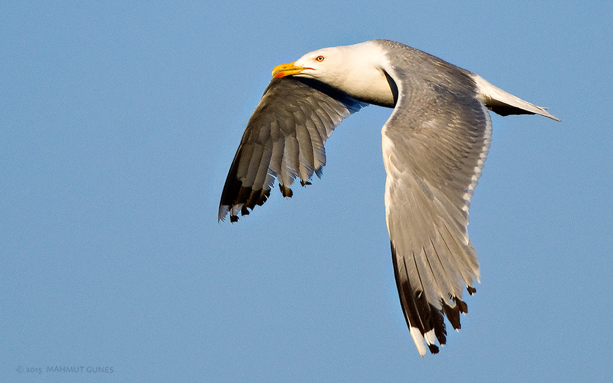Gümüş martı » Yellow-legged Gull » Larus michahellis