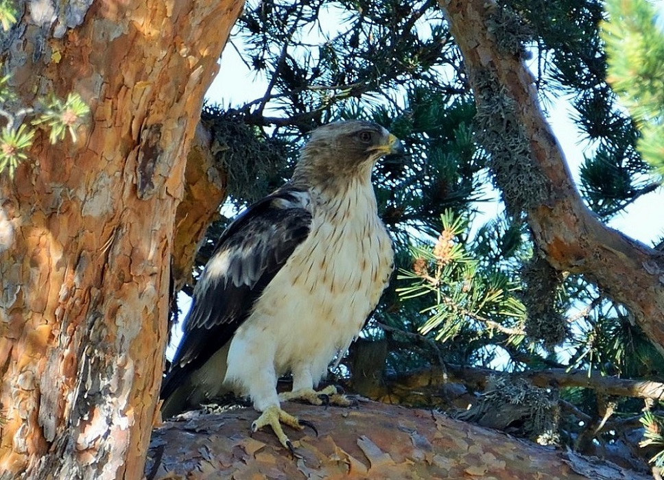Küçük kartal » Booted Eagle » Hieraaetus pennatus