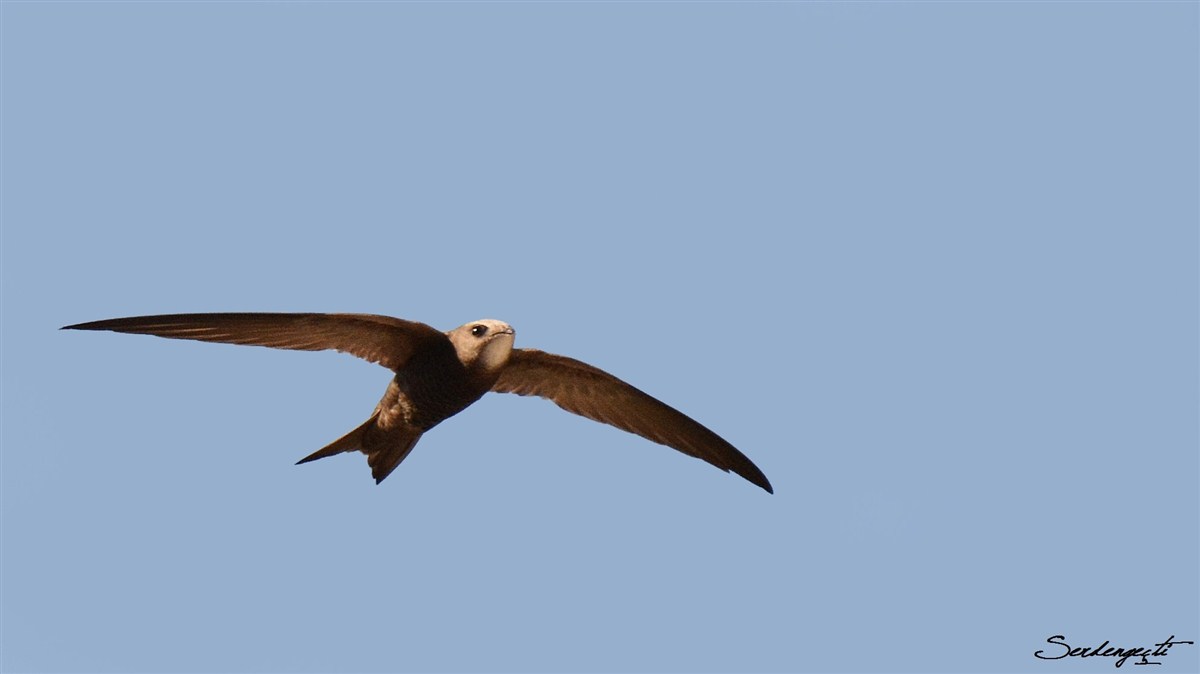 Boz ebabil » Pallid Swift » Apus pallidus
