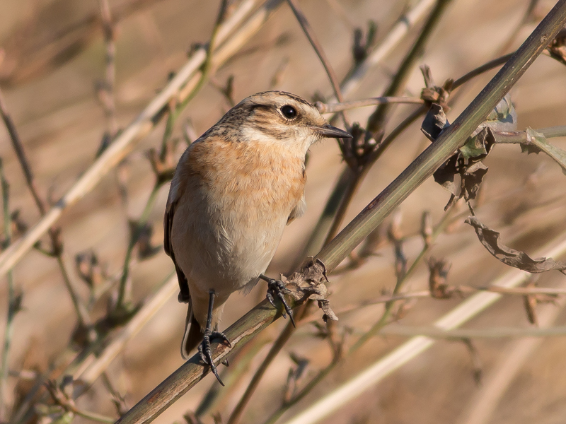 Çayır taşkuşu » Whinchat » Saxicola rubetra