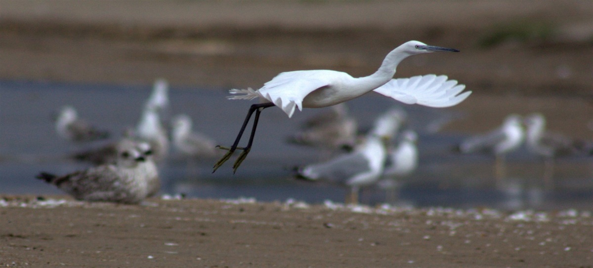 Küçük ak balıkçıl » Little Egret » Egretta garzetta