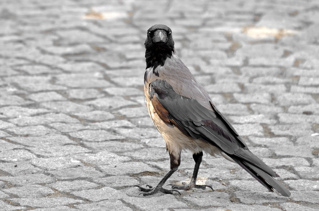 Leş kargası » Hooded Crow » Corvus cornix