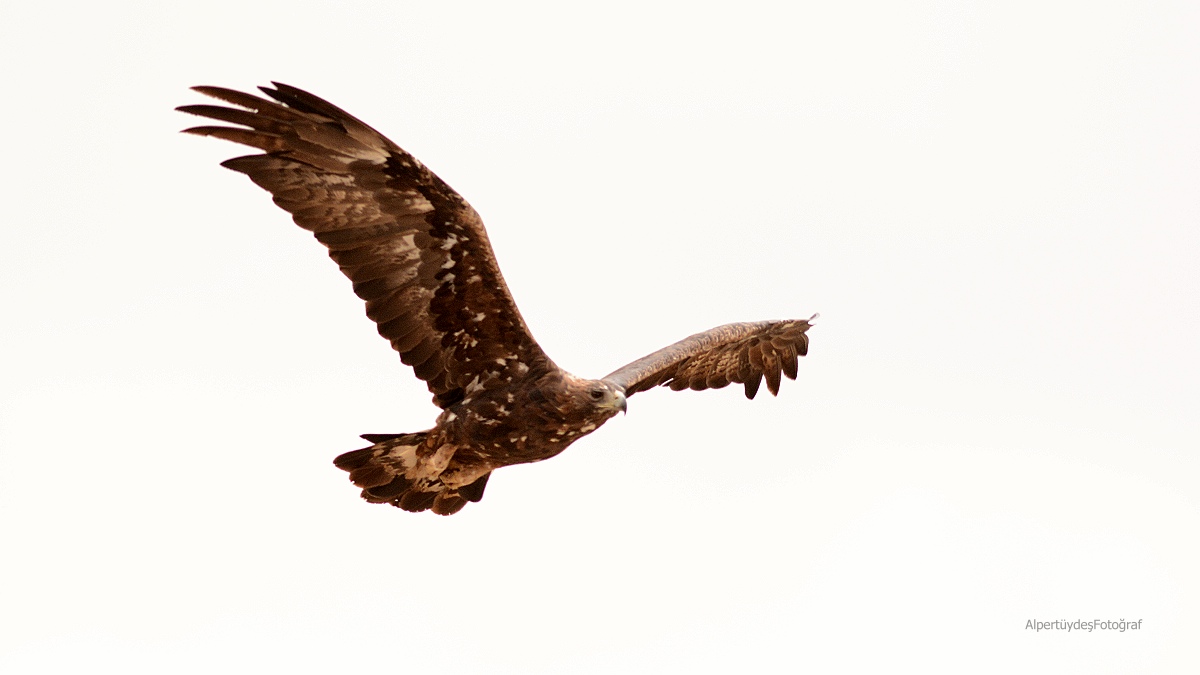 Kaya kartalı