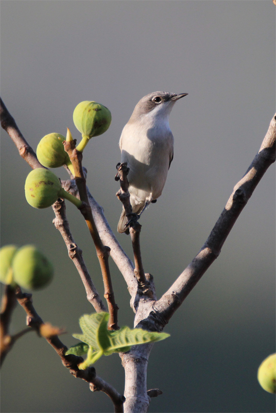 Küçük akgerdanlı ötleğen » Lesser Whitethroat » Sylvia curruca