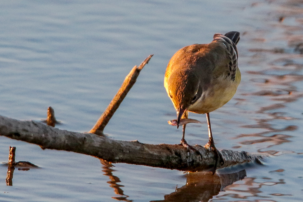 Sarı kuyruksallayan » Western Yellow Wagtail » Motacilla flava