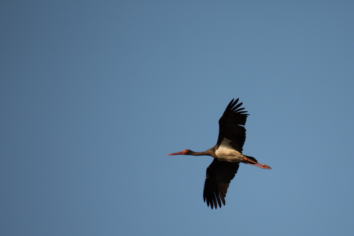Kara leylek » Black Stork » Ciconia nigra