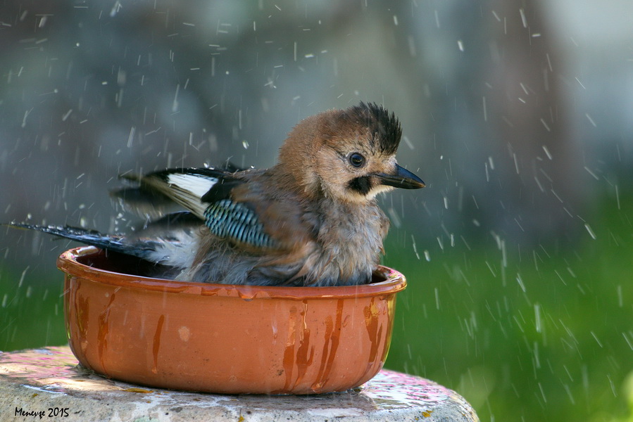 Alakarga » Eurasian Jay » Garrulus glandarius