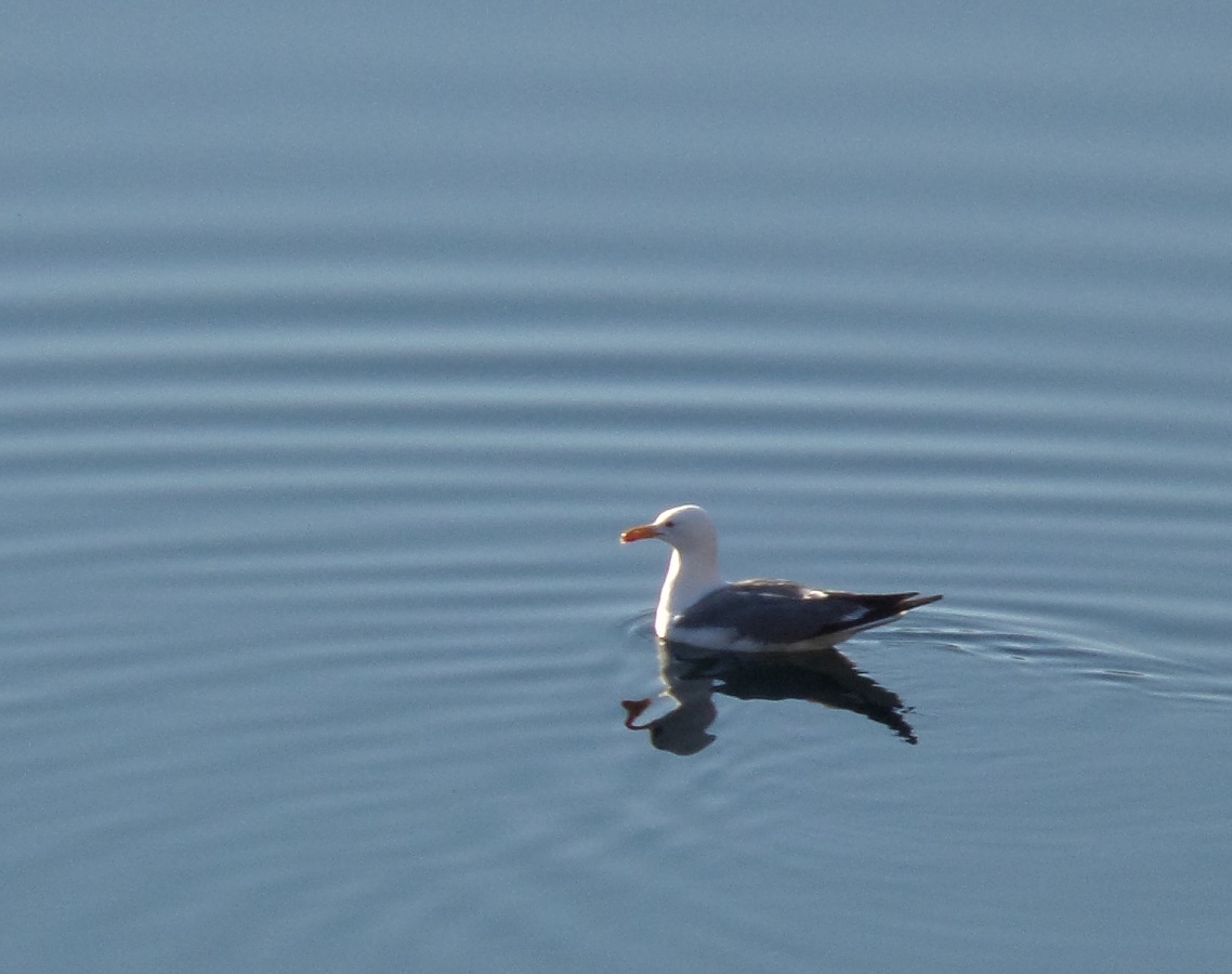 Van gölü martısı » Armenian Gull » Larus armenicus