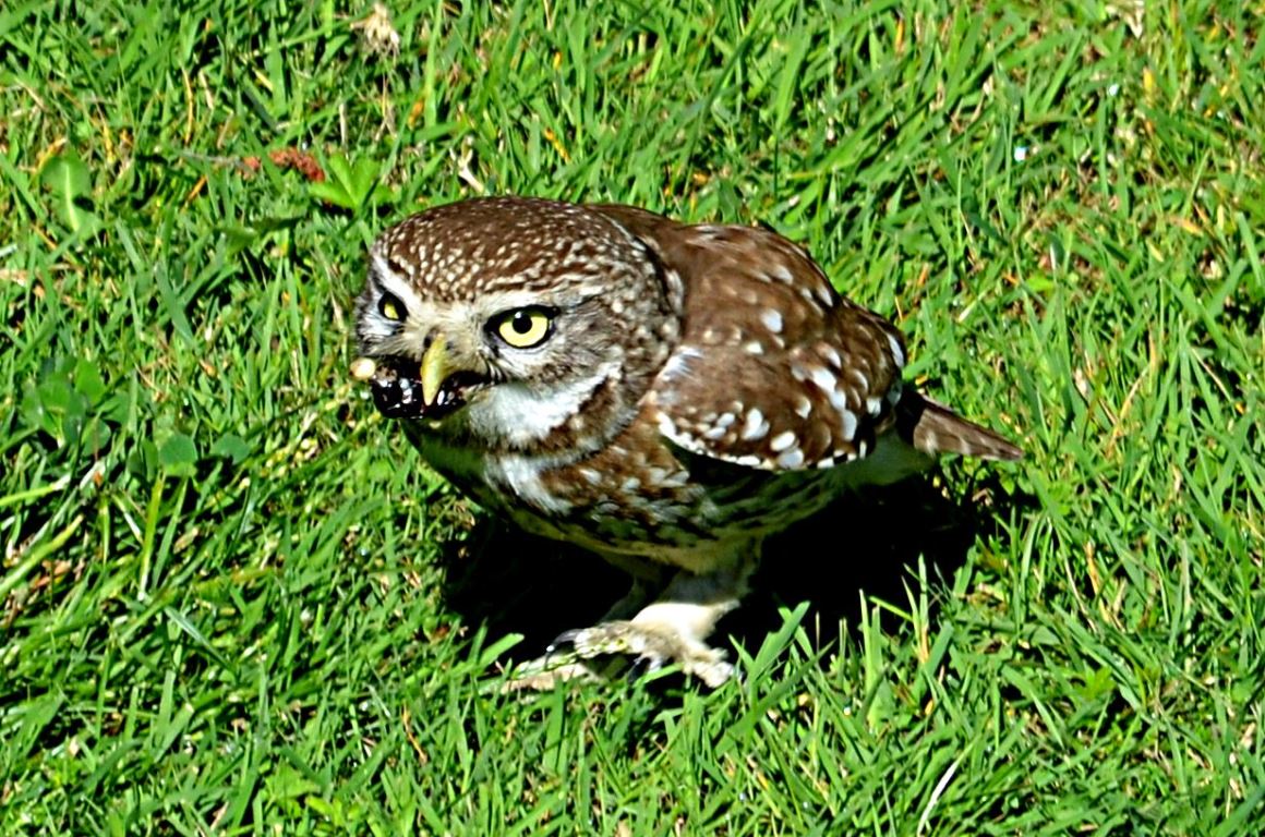 Kukumav » Little Owl » Athene noctua