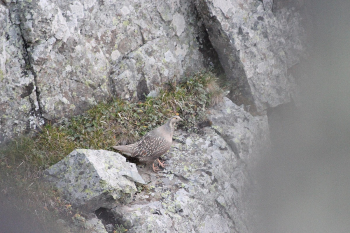 Urkeklik » Caspian Snowcock » Tetraogallus caspius