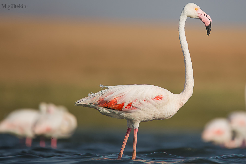Flamingo » Greater Flamingo » Phoenicopterus roseus
