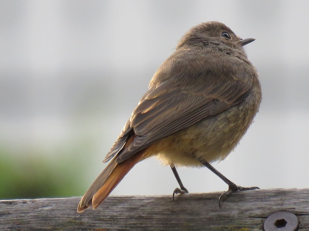Kara kızılkuyruk » Black Redstart » Phoenicurus ochruros