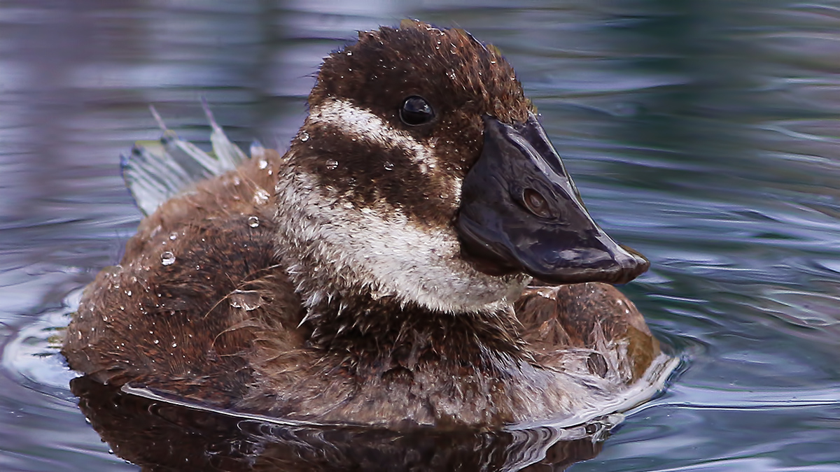 Dikkuyruk » White-headed Duck » Oxyura leucocephala
