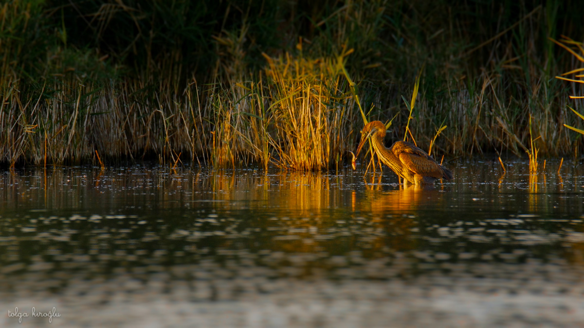 Erguvani balıkçıl » Purple Heron » Ardea purpurea