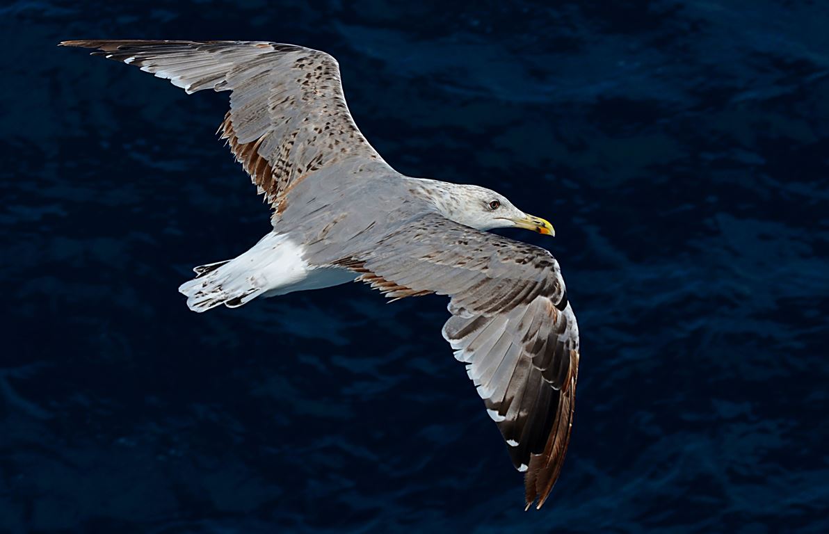 Gümüş martı » Yellow-legged Gull » Larus michahellis