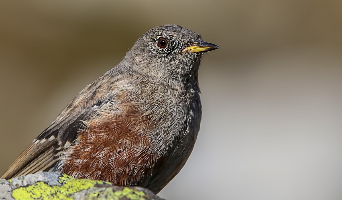 Büyük dağbülbülü » Alpine Accentor » Prunella collaris
