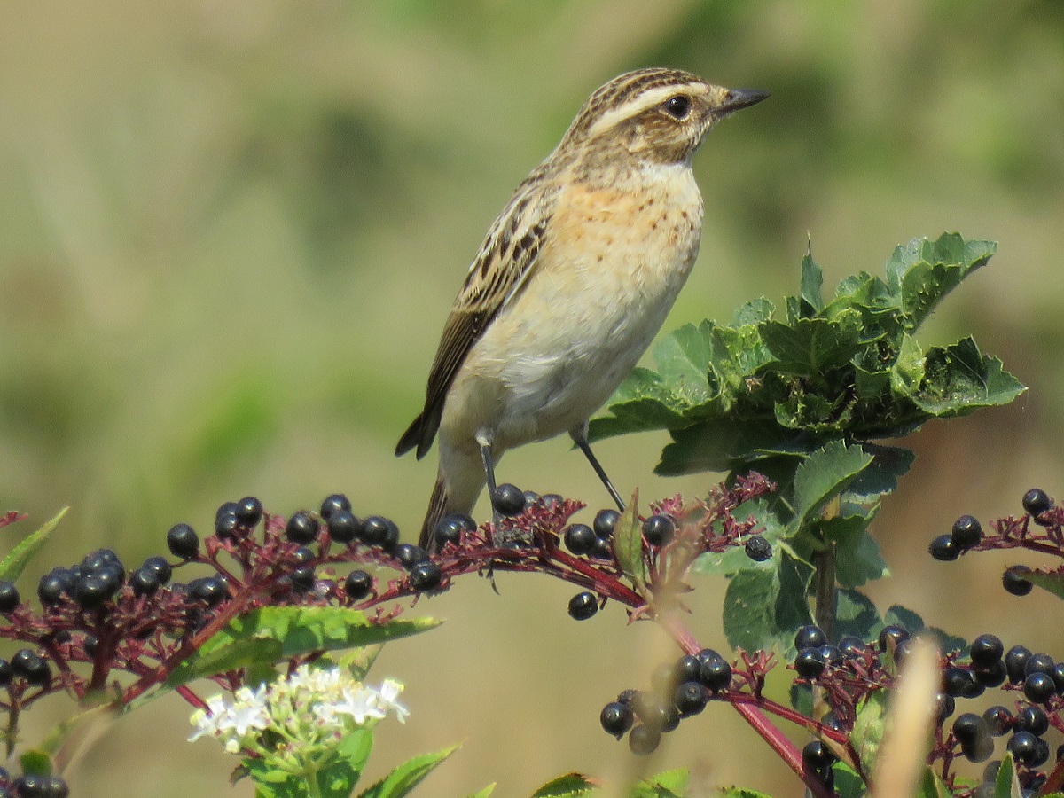 Çayır taşkuşu » Whinchat » Saxicola rubetra