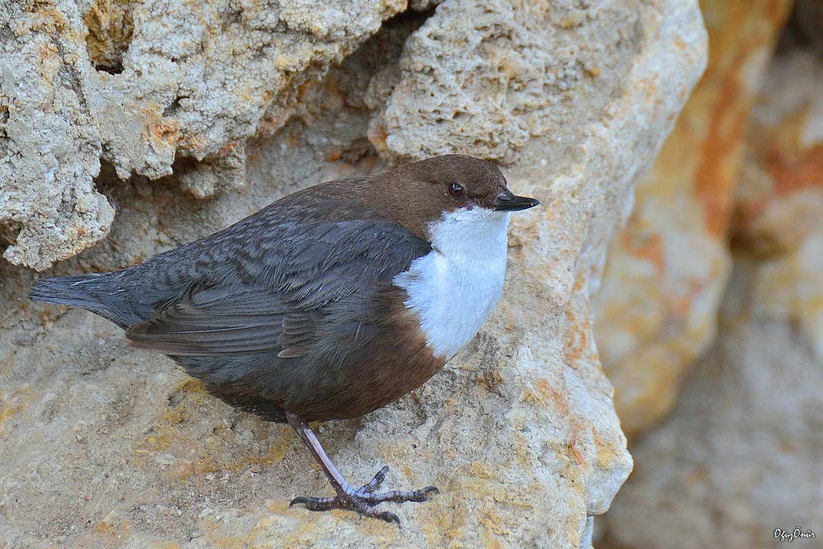 Derekuşu » White-throated Dipper » Cinclus cinclus