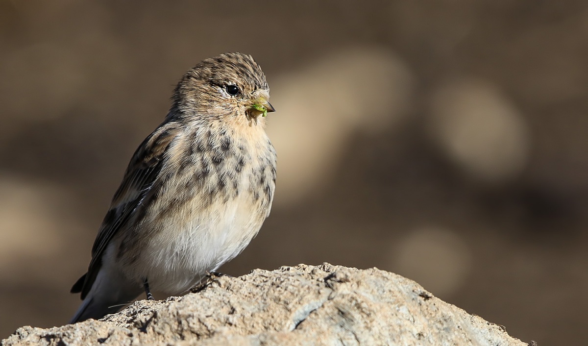 Sarıgagalı ketenkuşu » Twite » Linaria flavirostris
