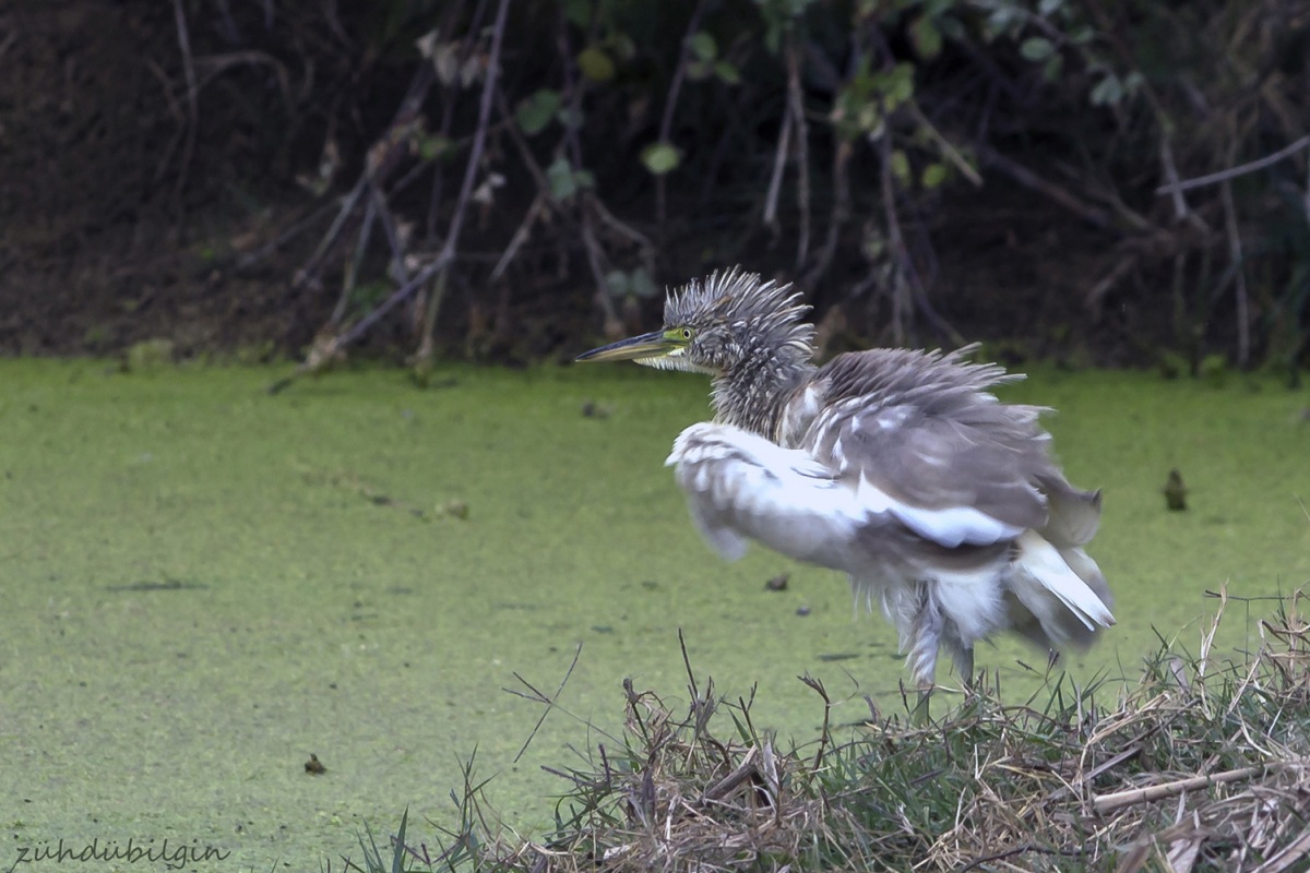 Alaca balıkçıl » Squacco Heron » Ardeola ralloides