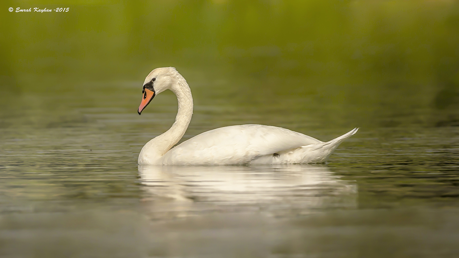 Kuğu » Mute Swan » Cygnus olor