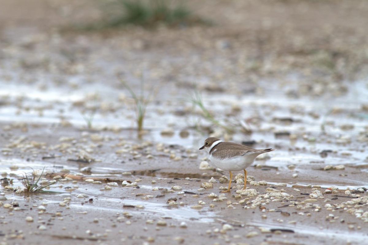 Halkalı küçük cılıbıt » Little Ringed Plover » Charadrius dubius