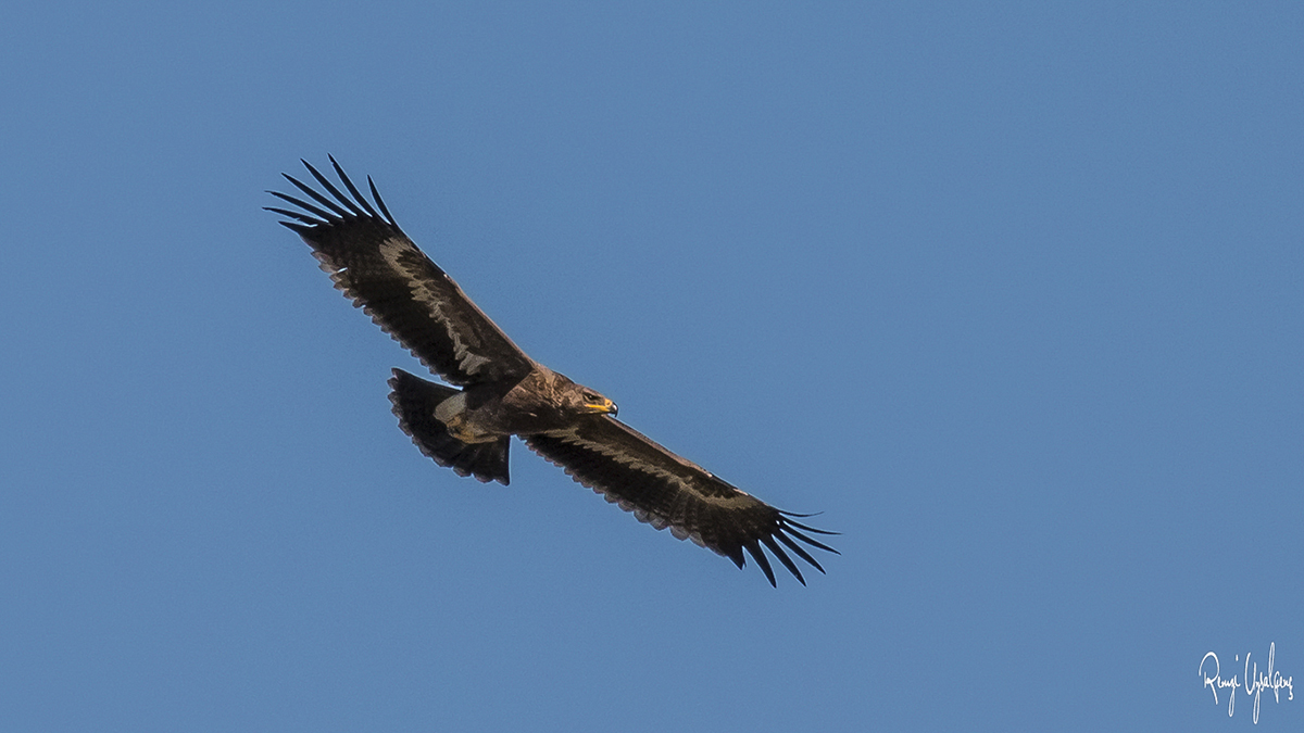Bozkır kartalı » Steppe Eagle » Aquila nipalensis