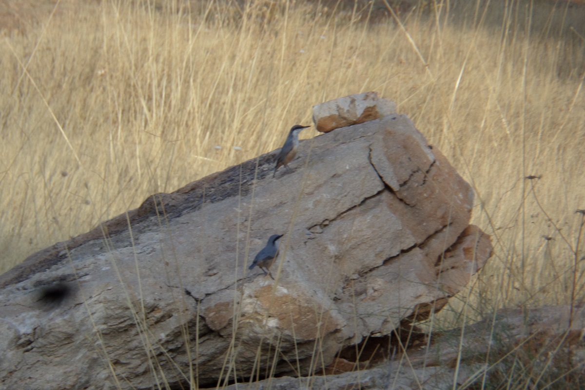 Kaya sıvacısı » Western Rock Nuthatch » Sitta neumayer
