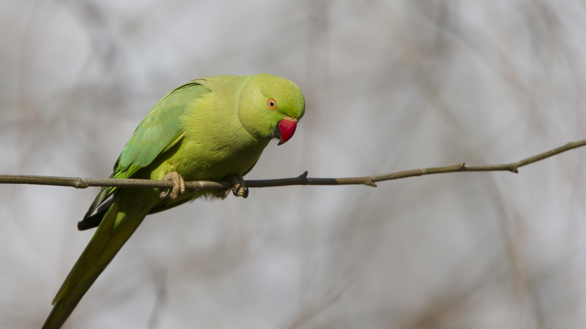 Yeşil papağan » Rose-ringed Parakeet » Psittacula krameri