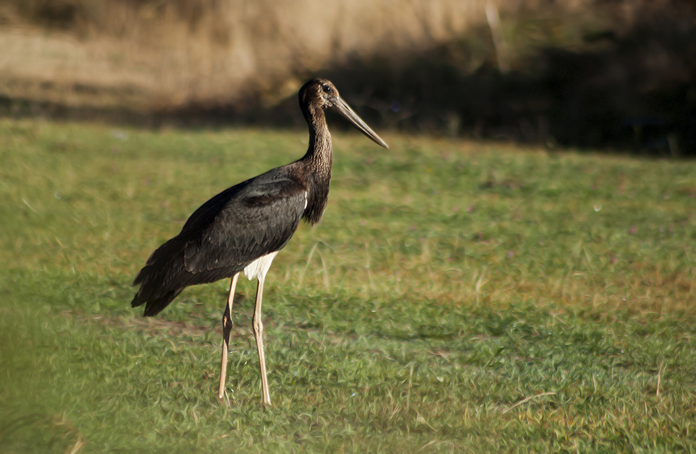 Kara leylek » Black Stork » Ciconia nigra