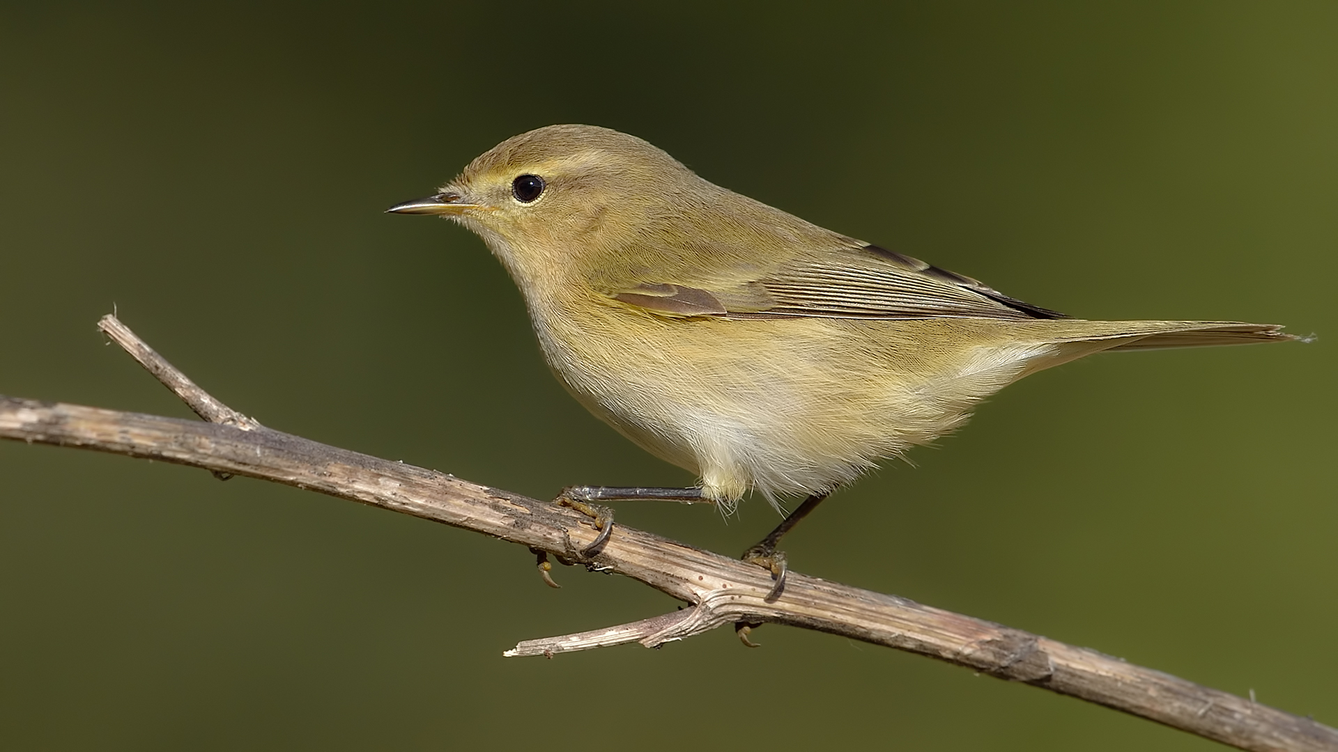 Çıvgın » Common Chiffchaff » Phylloscopus collybita