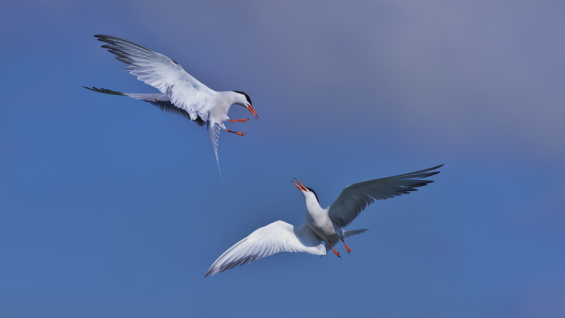 Sumru » Common Tern » Sterna hirundo