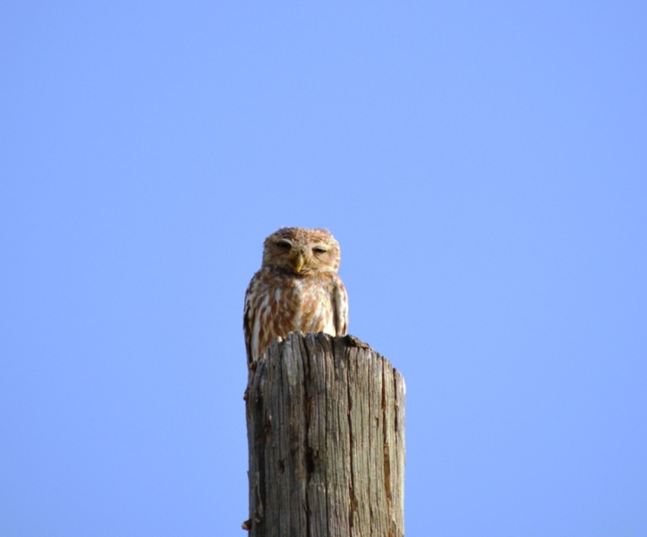 Kukumav » Little Owl » Athene noctua