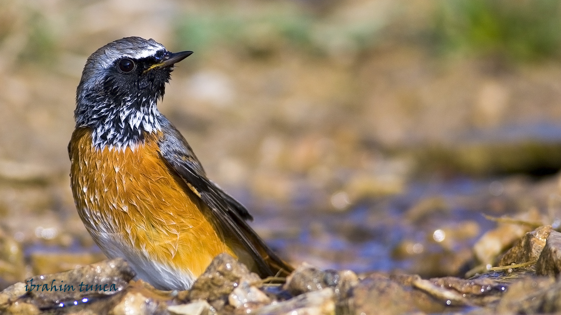 Kızılkuyruk » Common Redstart » Phoenicurus phoenicurus