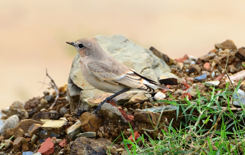Boz kuyrukkakan » Isabelline Wheatear » Oenanthe isabellina